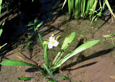 矮慈姑(sagittaria pygmaea mig.