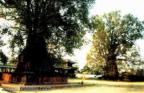 景谷勐卧佛寺双塔