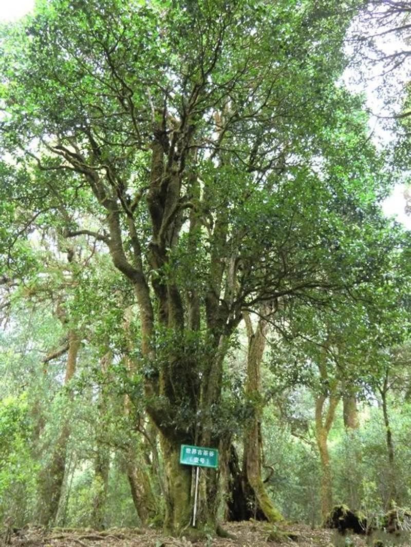 野生型古茶树普查重点以南美乡为代表,古茶树群落布局在境内的坡脚村