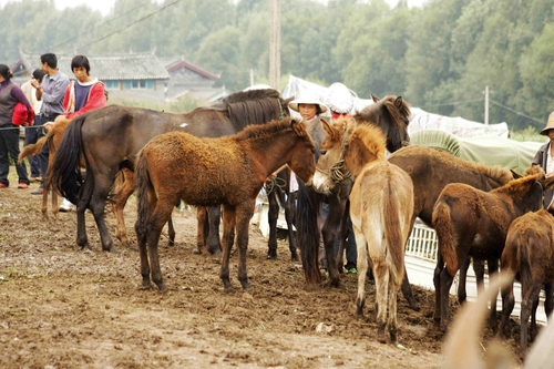 纳西族节日—七月骡马交流会 
